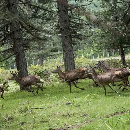 La Casa Di Chiaretta Falerna