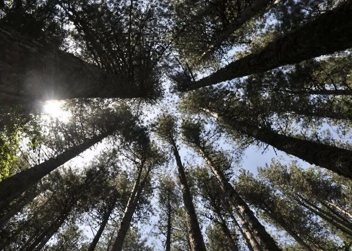 La Casa Di Chiaretta 4* Falerna